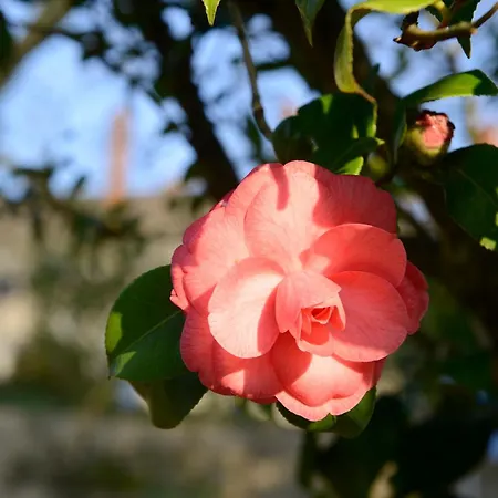 Casa De Docim Casa de Campo Fafe