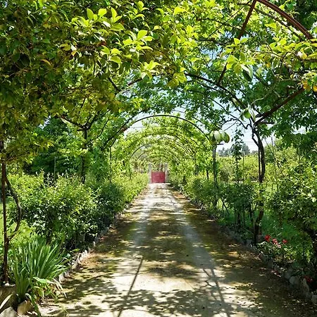 卡萨多西姆乡林民宿 法菲